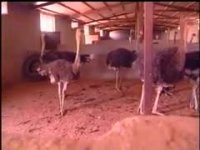 طرح توجیهی پرورش شتر مرغ