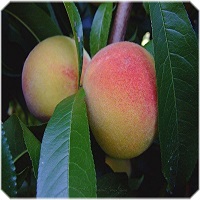 درخت هلو 09120460327