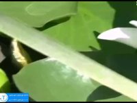 تالاب انزلی بزرگترین زیستگاه طبیعی در ایران