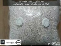 فروش بذر انواع قارچ