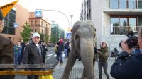حضور عجیب فیل در مرکز مسکو!