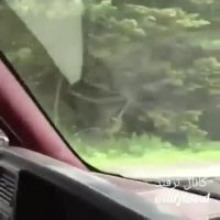 خرس ها موقع حمله به انسان