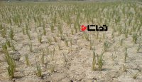 خشک شدن شالیزار های برنج