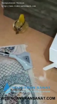 دستگاه فرش شوی کواک