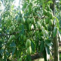 نهال گردو خوشه ای دیرگل  09121270623