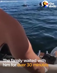 Seal Chased By Hungry Orcas Jumps on Boat | The Dodo