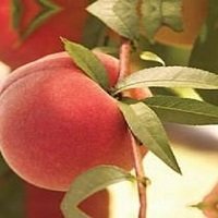 فروش ارقام درخت هلو 09120460327