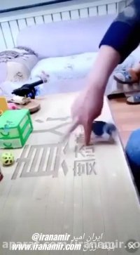 چقد خوب به پرنده اش آموزش داده :))  عالیه