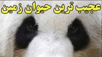 پاندا گوشتخواری بالفطره که به ناچار علفخوار شده است!