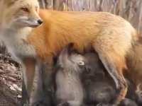 شیر دادن روباه به بچه خرس هایی که مادرشون مرده