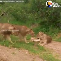 شیر ماده ای که با ناله هایش خانواده ی خود راپیدا میکند