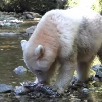 ماهی شکار کردن خرس