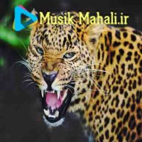 کلیپ زیبای جنگی جنگی جنگی شلوار پلنگی