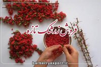 تولید و بسته بندی و صادرات زرشک تازه و خشک