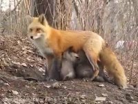 ببینید این روباه به چه بچه هایی داره شیرمیده