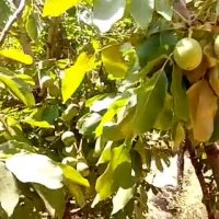 خرید نهال گردو در مشهد- نهالستان پارس 09152157465