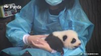 Nanny Taking Temperature Of Panda Cub | iPanda
