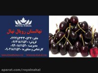 ارقام نهال گیلاس 09141811520