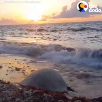 HUGE Sea Turtle Stuck On Back Rescued by Nice Guy | The Dodo