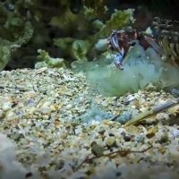 اختاپوس باهوش تر از انسان