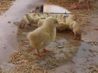 تولید مرغ مادر فروش جوجه یکروزه