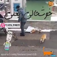 خوشحالى  یعنى ؛ غذا  دادن  به  گربه ها (حیوانات)