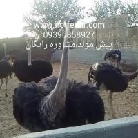 تخم وجوجه شترمرغ