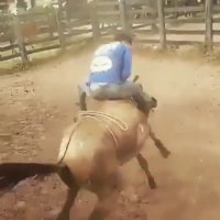 این خیلی خوب بود دید نمیفته ، گازش گرفت