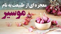 معجزه ای از طبیعت به نام موسیر ایرانی