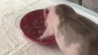 Happy mini pig enjoys lunch and it's way too cute!