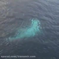 سفره ماهی غول پیکر