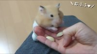 【ハムスター】懐くとこうなる!足をよじ登ってくるハムスター!おもしろ可愛い癒しHamster climbing your legs when you become friends!