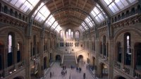 London Natural History Museum Timelapse Stock Footage