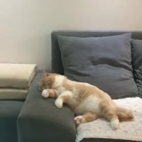 خواب دیدن گربه