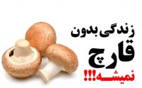 زندگی بدون قارچ ؟؟؟