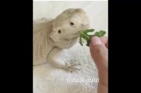 باحال ترین گلچین صدا گزاری جواد خواجوی