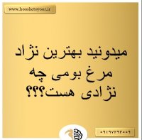 بهترین نژاد مرغ بومی