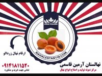 قیمت خرید نهال زردالو 09141811520