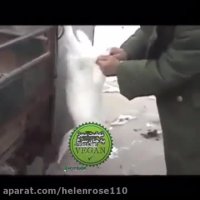 حیوانات از رو طمع ورزى نكشید. انسان ذاتا گیاهخوار است