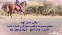 مجموعه ورزشی سوارکاری و تفریحی خاطره خوب در سنندج