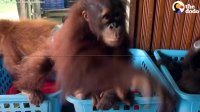 Baby Orangutans Go To School Together After Losing Family | The Dodo