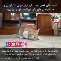 #گربه هاى هاى نقص عضو قربانیان جهان تكنولوژى میباشند