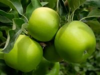 سیب گرنی اسمیتارقام نهال سیبنهالستان تک فیدان09144811631