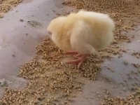 تخم مرغ نطفه دار فروش تخم مرغ خرید تخم مرغ