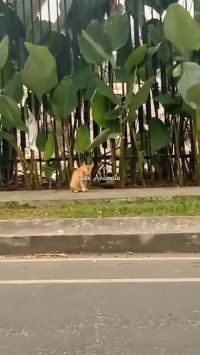 کلیپ خنده دار کوتاه حیوانات بامزه #67