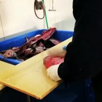 پاک کردن ماهی سنگسر صیدروز