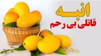 انبه قاتلی بی رحم