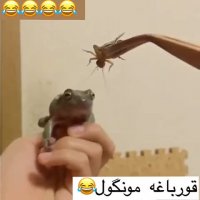 قورباغه منگول