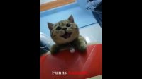 کلیپ بامزه گربه Try Not To Laugh | Funny Cats Videos Compilation 2018