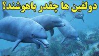 هوشی که دولفین ها را از فیلتر انقراض دسته جمعی در آبها گذراند!